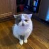 Persian Cats/Kittens for sale