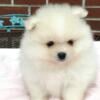 For Sale: CKC Pomeranian: PIP