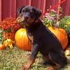 Beautiful Rottweiler Puppies Available