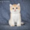 NEW Elite British kitten from Europe with excellent pedigree, female. Wendy