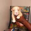 For Sale Micro Bullys ABR Registered