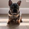 Frenchie puppy