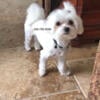 Maltese Purebred Pedigree Male $1250