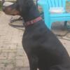 Akc dobermans  puppies