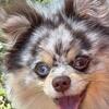 Female pomeranian