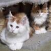 Maine Coon Kitten available now!