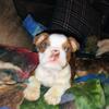AKC Registered English bulldog puppies 