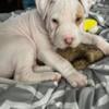 Adorable puppy almost all white mixed pitbull with beautiful green eyes SOLD