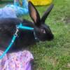 1yr old flemish giant in urgent need of placement