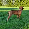 Stud service  Dogue de Bordeaux