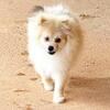 CKC Pomeranian: NASH