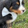 Bernese Mountain dog puppies