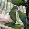 Quaker Parrots - variety of colors to choose from. White, Yellow, Green and Blue