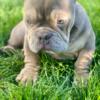 Exotic bully for sale