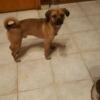 Yorkie pug mix looking for a good home !
