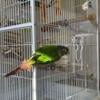 Green Cheek Conure for Sale!