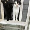 Sisters ready for their new home