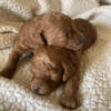 AKC standard poodle puppies