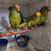 Peach front conures babies