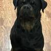 RottSquad-Top of the line Rottweilers puppies