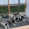 Gampr/Armenian Shepherd puppies