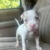 Deaf puppy needs special home