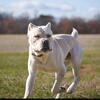 UKC ICCF Cane Corso for Stud 