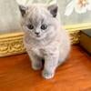 LUXURY BRITISH SHORTHAIR KITTENS BOY