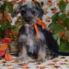 Adorable Male Snorkie Puppy Mini Schnauzer/ Yorkie