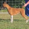 Akc Mexican Import boxer females. Show quality.