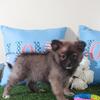 Foxy Darling Toy ACA Pomeranian Puppy