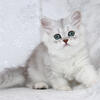 Beautiful Silver Shaded Chinchilla Dollface Persian Female