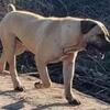 Young Male Boerboel, Central California