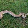 Adult snakes for rehome