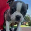 AkC blue female Boston terrier pup