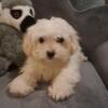 I am ready to go   : Maltipoo :