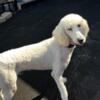 Loving Standard Poodle