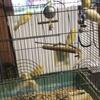 Canaries songsters/pairs