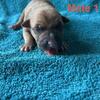 Blue Fawn Merle Puppies