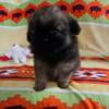 Shihtzu pomeranian puppies SOLD