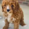 Adorable cavapoos