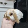 Holland Lop baby Bunnies! Available now