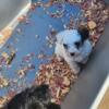 Miniture Schnauzer puppies for sale