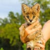 Serval Kittens Available