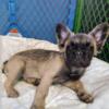 Adorable Fluffy French Bulldog for Sale