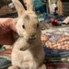 , lionheads Mini Rex and hollands for sale in south Jersey