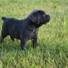 Cane Corso puppies, champion bloodline