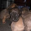 American Bully Corso puppies