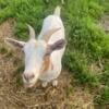 Adult Doe Goats For Sale