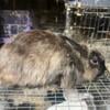 Lionhead X Netherland Dwarf Buck